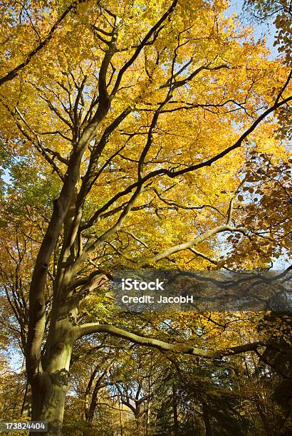 Árvore De Outono Parte De Cima - Fotografias de stock e mais imagens de Ajardinado - Ajardinado, Amarelo, Ao Ar Livre