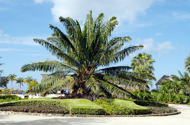 Giant palm decorates the courtyard at Chankanaab National Park in Cozumel.