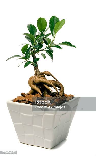 Żeńszeń Ficus F Retusa - zdjęcia stockowe i więcej obrazów Drzewo bonsai - Drzewo bonsai, Neutralne tło, Roślina