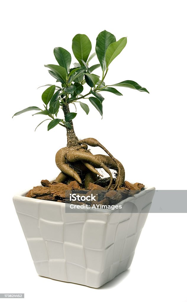 Ginsengue Ficus (F. retusa - Royalty-free Bonsai Foto de stock