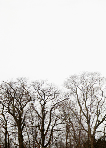 Bare Winter trees silhouetted against a white background.