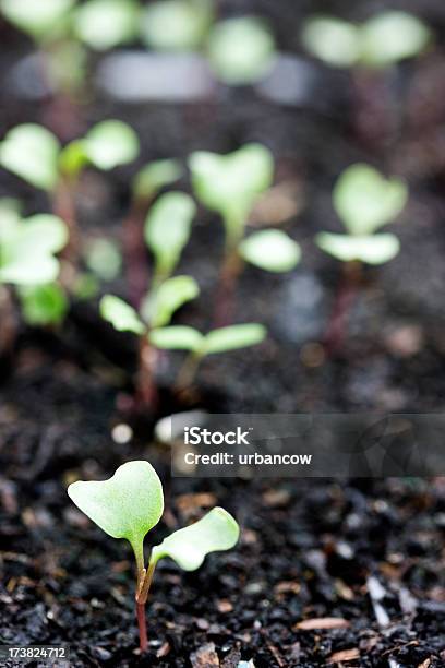 Planta Nova - Fotografias de stock e mais imagens de Ao Ar Livre - Ao Ar Livre, Cor verde, Cotilédone