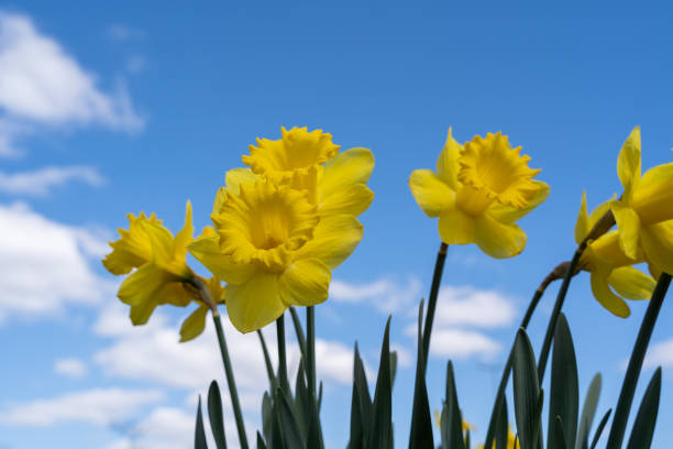 istock Yellow daffodils with blue sky in the background 1738247611