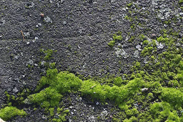 Photo of Primary colonisation by mosses and lichens on town tarmacadam surface