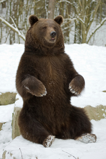 Brown bear sitting in the snow.