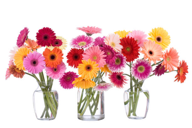Daisy Bouquet  gerbera daisy stock pictures, royalty-free photos & images