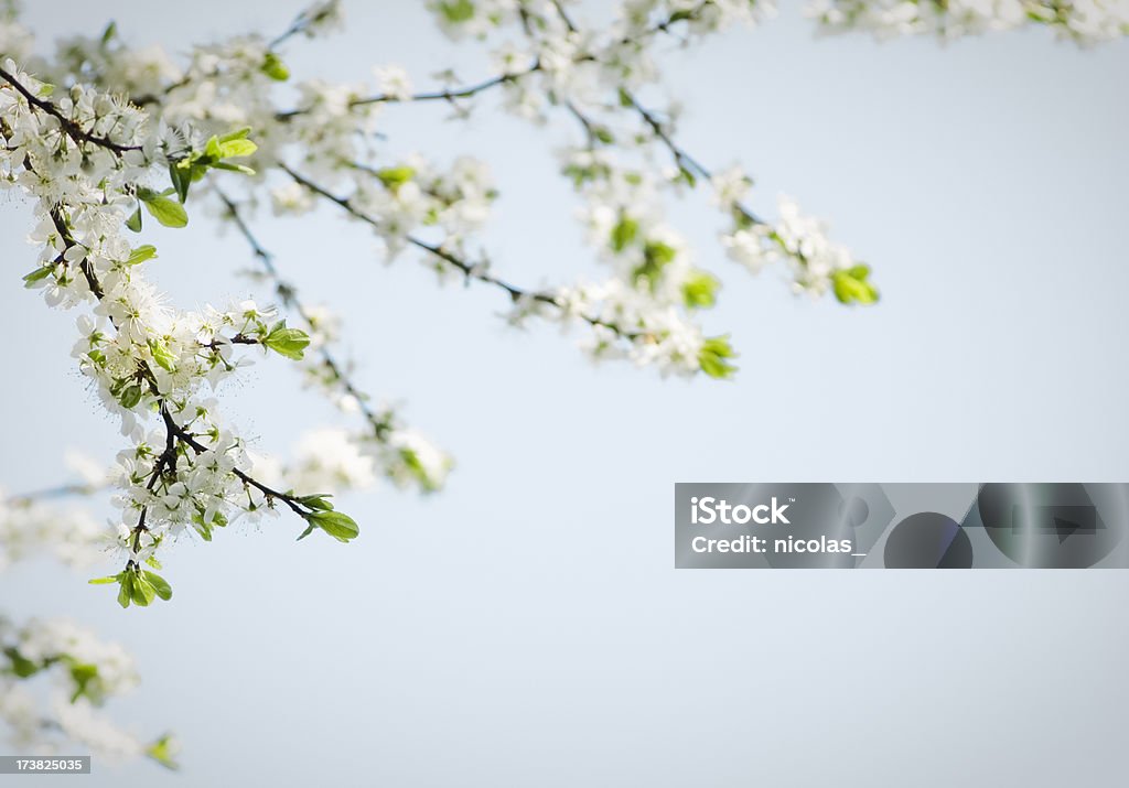Fiorente albero - Foto stock royalty-free di Albero