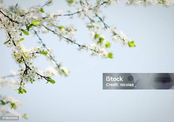 Foto de Florescendo Árvore e mais fotos de stock de Azul - Azul, Branco, Cabeça da flor