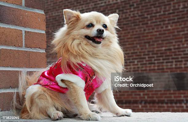 Foto de Lulu Da Pomerânia Em Casaco Comprido Corderosa e mais fotos de stock de Animal - Animal, Animal de estimação, Bichos Mimados