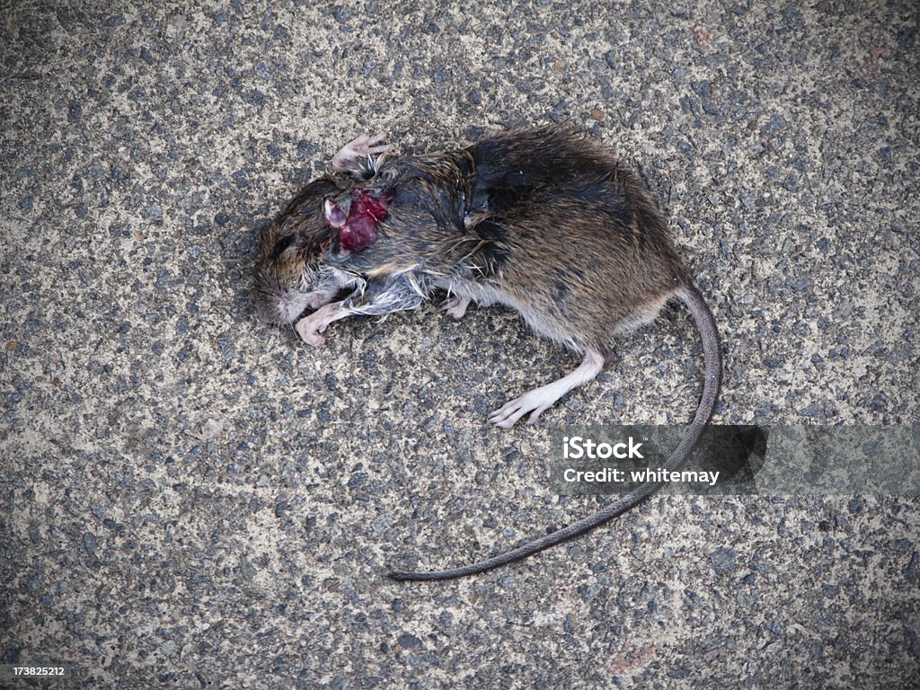 Ratón Muerto Foto de stock y más banco de imágenes de Acera - Acera, Acostado, Acostado de lado - iStock Ratón Muerto Foto de stock y más banco de imágenes de Acera - Acera, Acostado, Acostado de lado - iStock