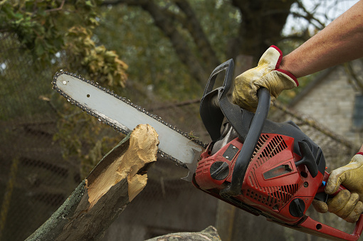 Person in an outdoor setting actively operating a chainsaw to cut through a log