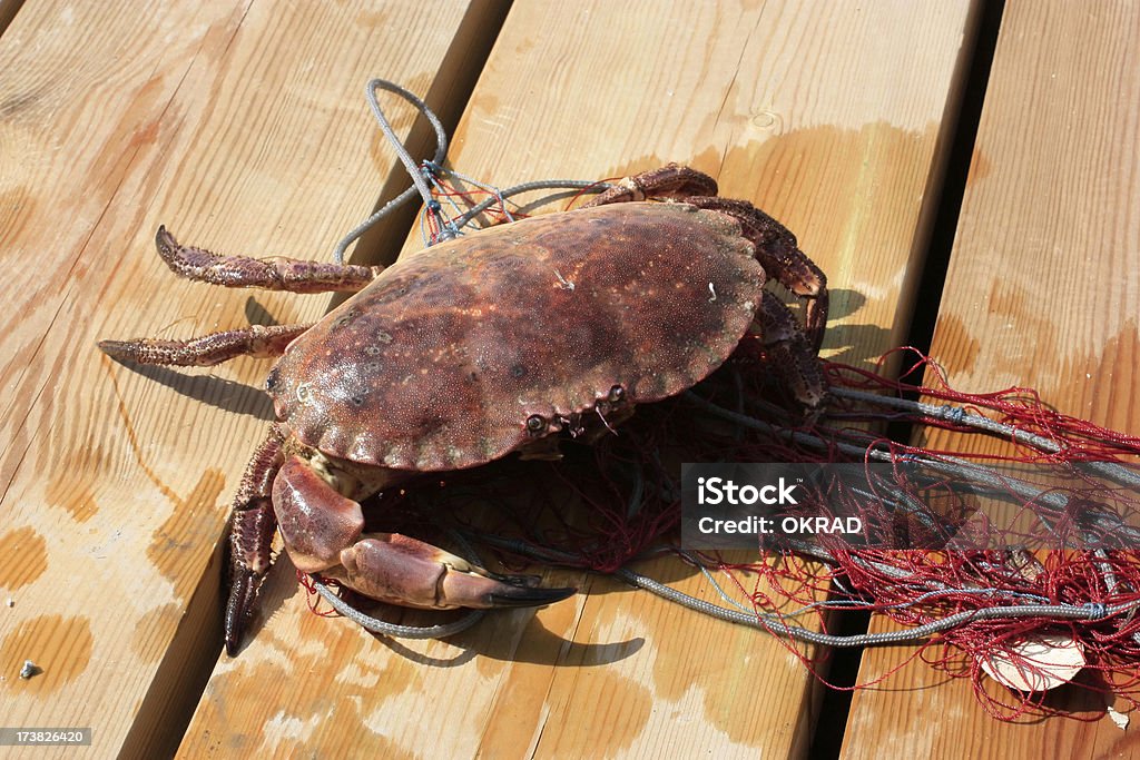 Stone Crab on Pier Large Stone Crab laying on the planks of a pier. The Crab is in a fishing net on top of a dock. shot in direct sunlight that makes interesting shadows with the feet and claws. - A great shot for fresh seafood ingredient Photos or having to do with the fishing industry. Animal Stock Photo