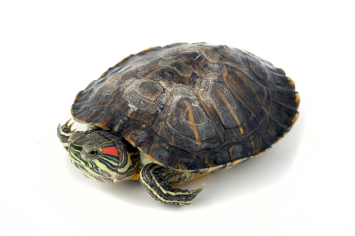 Red-eared terrapin on white