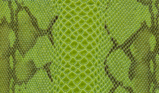 Close up of green snake skin - High DefinitionFor more 'Green Background' images please visit the lightbox below...