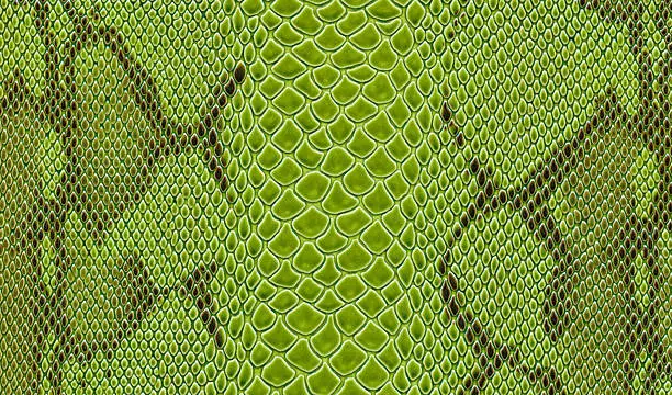 Photo of Green Snake Skin