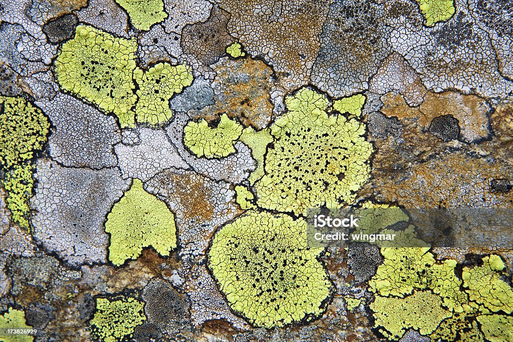 Brilhante moss - Foto de stock de Líquen royalty-free