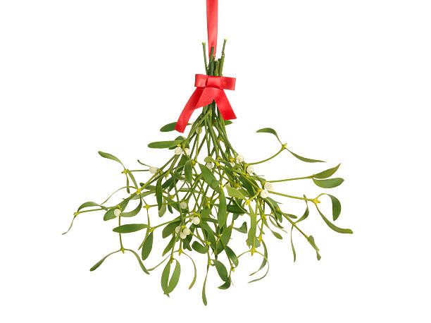 mistletoe bunch bunch of mistletoe hanging by ribbon mistletoe stock pictures, royalty-free photos & images