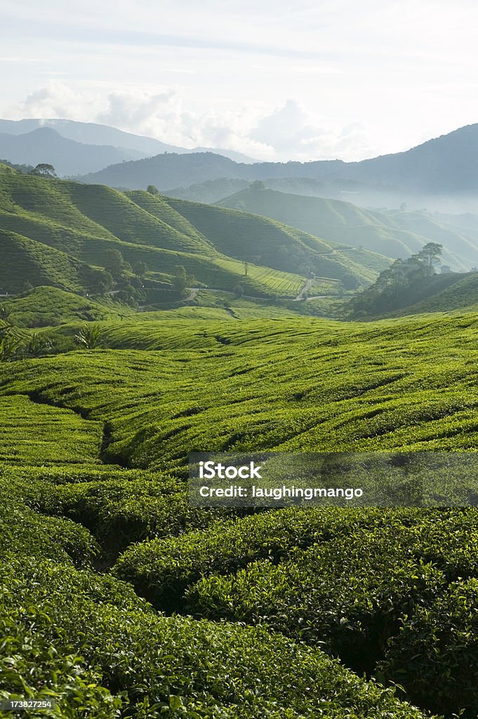 Plantação de chá cameron highlands, pahang, na Malásia - Foto de stock de Chá Verde royalty-free