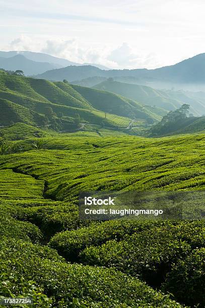 Foto de Plantação De Chá Cameron Highlands Pahang Na Malásia e mais fotos de stock de Chá Verde