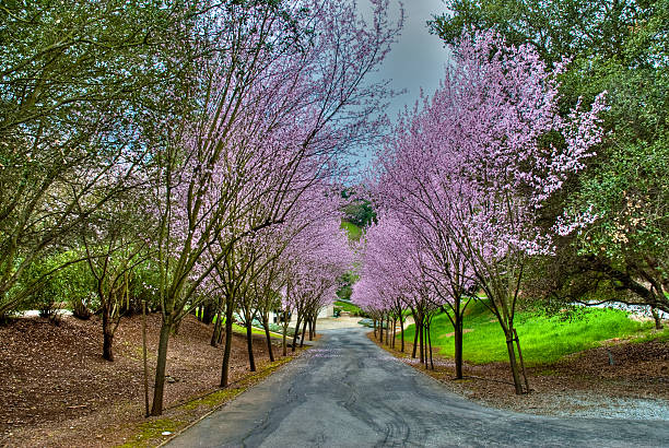 Flor de cerejeira Lane - fotografia de stock