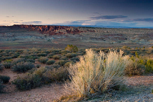 Sagebrush and desert scrub