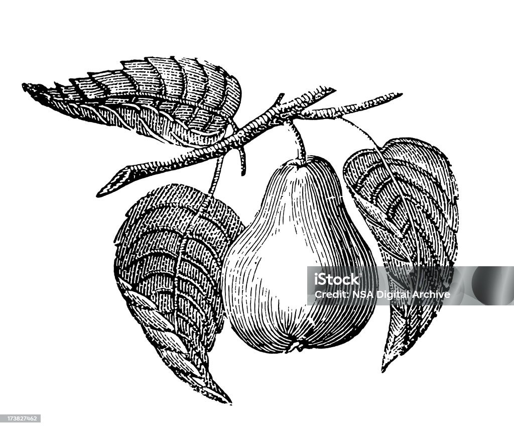 Pero ramo con frutta - Illustrazione stock royalty-free di Pera