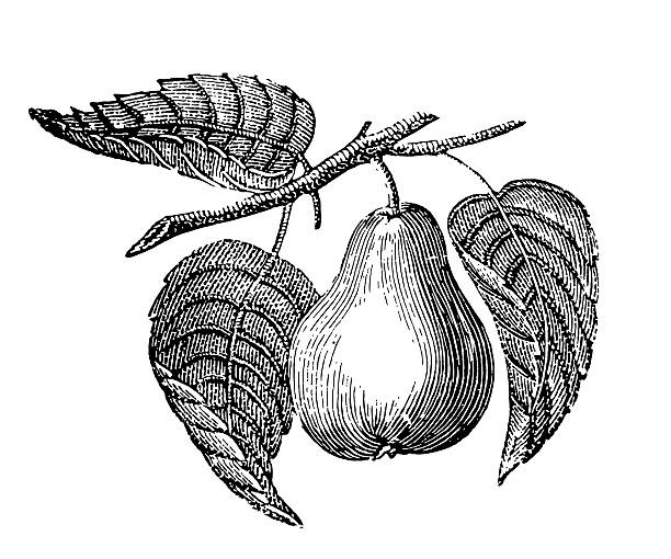 gruszka drzewo gałąź z owoców - pear tree stock illustrations