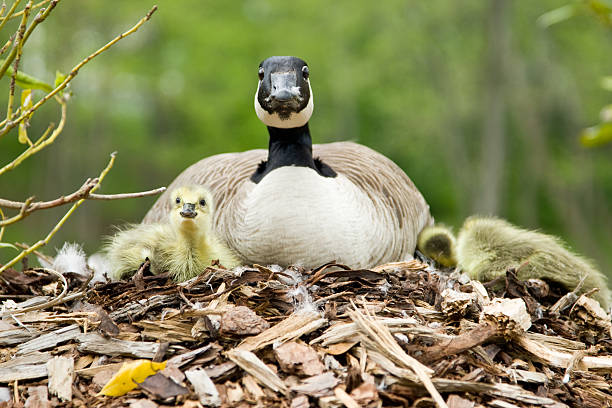 Mother goose with baby goslings