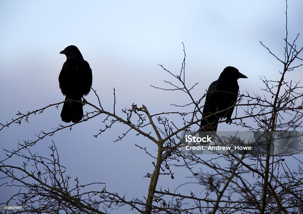 Corvo silhouette - Foto stock royalty-free di Albero