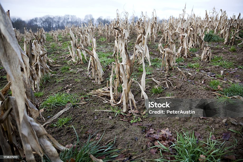 Corn Crop Failure A failed crop of corn Crop - Plant Stock Photo