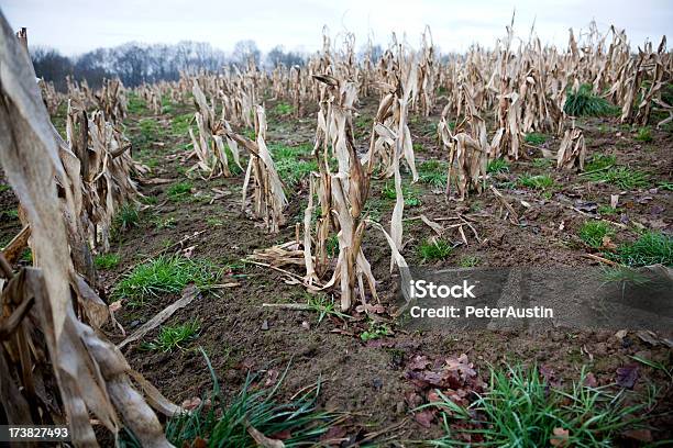 Corn Crop Failure Stock Photo - Download Image Now - Crop - Plant, Failure, Agriculture