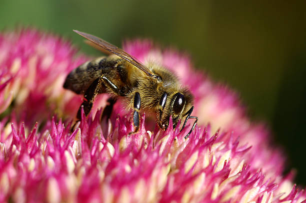pszczoła na stonecrop - insect animal eye flower flower head zdjęcia i obrazy z banku zdjęć