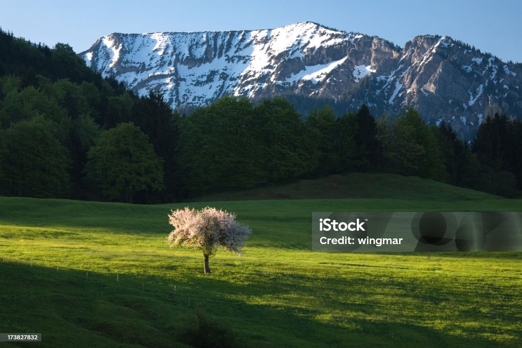 Fleurs apple tree - Photo de Agriculture libre de droits