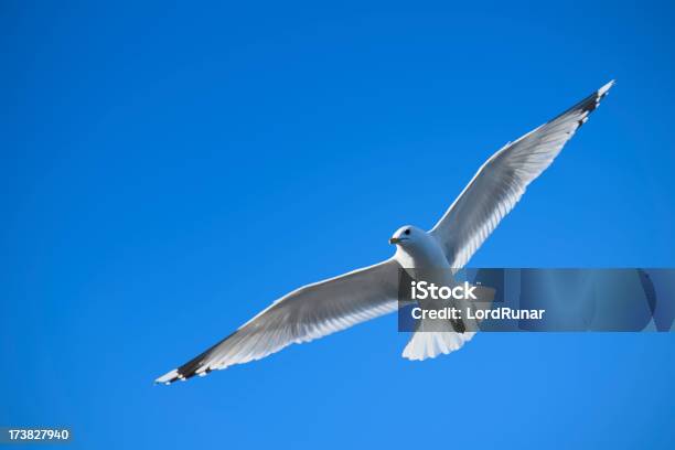 Gaviota De Vuelo Foto de stock y más banco de imágenes de Actividad - Actividad, Agua, Aire libre