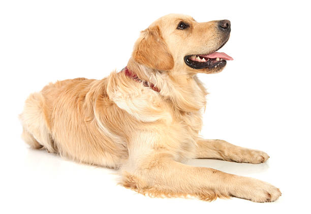 golden retriever - retriever golden retriever dog happiness stock-fotos und bilder