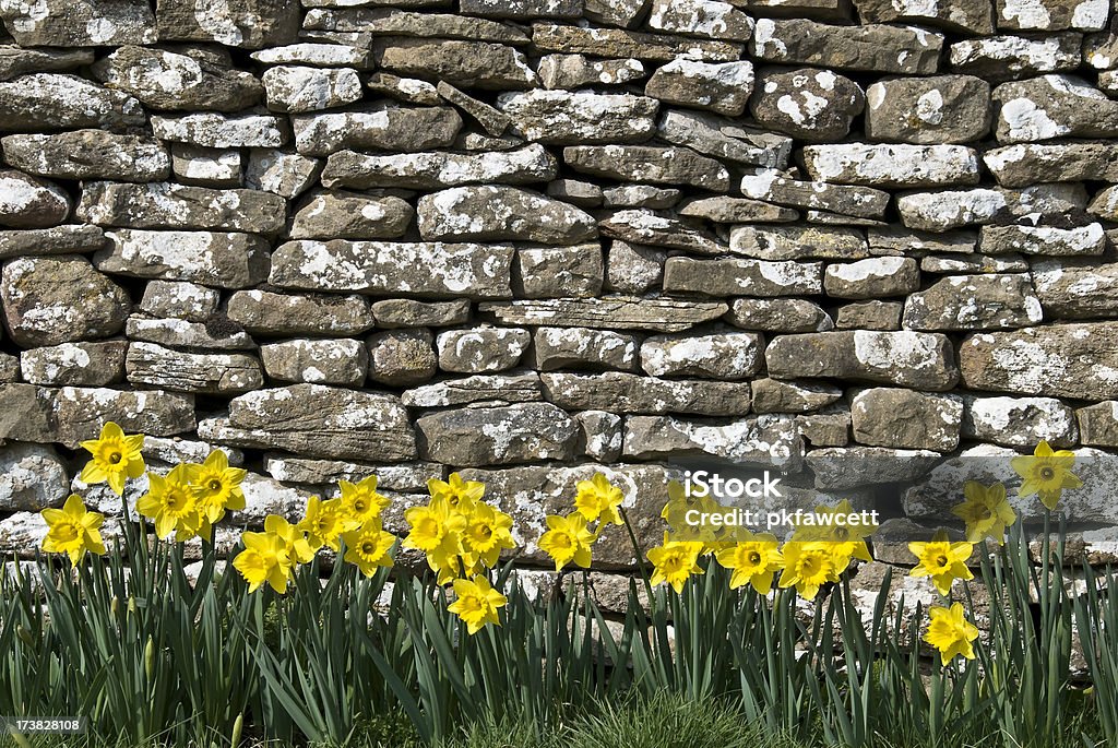 Mur de fleurs - Photo de Beauté de la nature libre de droits