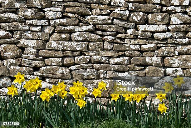 Photo libre de droit de Mur De Fleurs banque d'images et plus d'images libres de droit de Beauté de la nature - Beauté de la nature, Capitule, Caractéristiques de la végétation