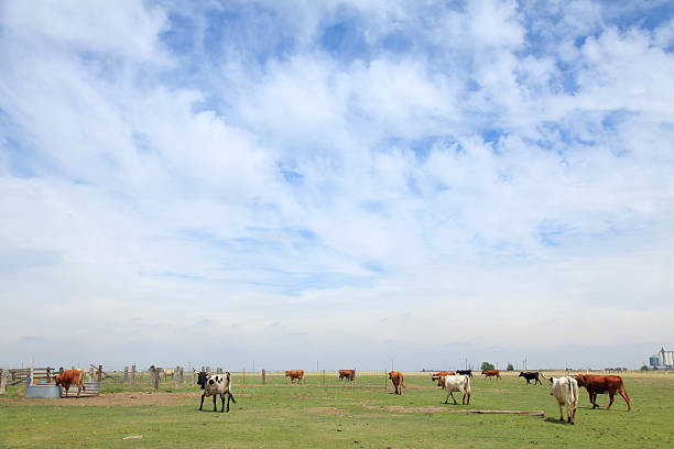 テキサスのロングホーンの景観 - texas texas longhorn cattle bull landscape ストックフォトと画像