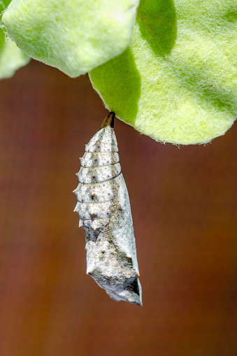 Pupa stage of American lady butterfly, Vanessa virginiensis, with  pupa inside a chrysalis.