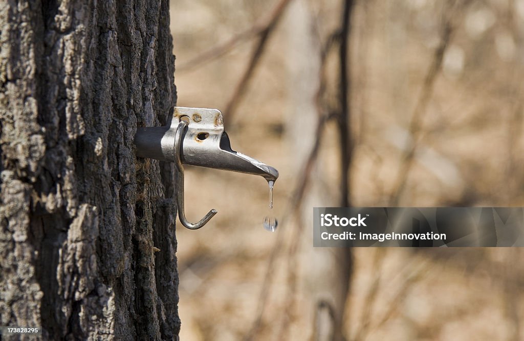 Maple sap dripping from tap in tree trunk Maple sap drops from a tap (spire) hammered into a maple tree. The sap is collected and made into maple syrup. Copy space.Related images: Maple Tree Stock Photo