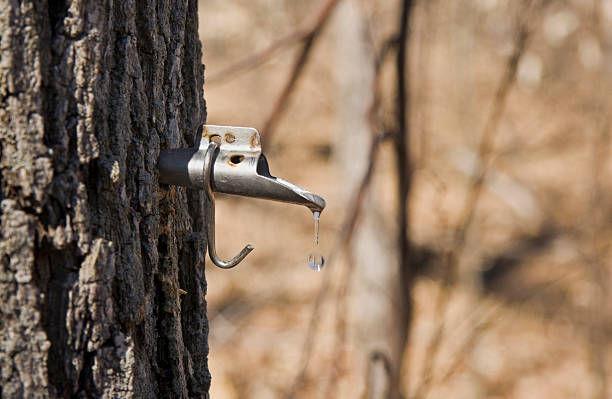 maple sap escorrendo de toque em tronco de árvore - maple tree spring nature tree - fotografias e filmes do acervo