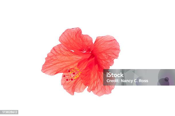 Trasparente Fiore Di Ibisco Tropicale Isolato Su Bianco - Fotografie stock e altre immagini di Bellezza