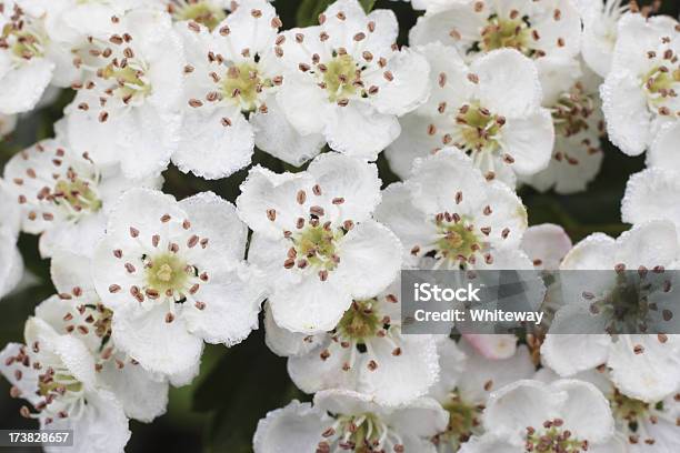 Primer Plano De La Flor De Mayo Próximo Foto de stock y más banco de imágenes de Crataego - Crataego, Florecer, Aire libre