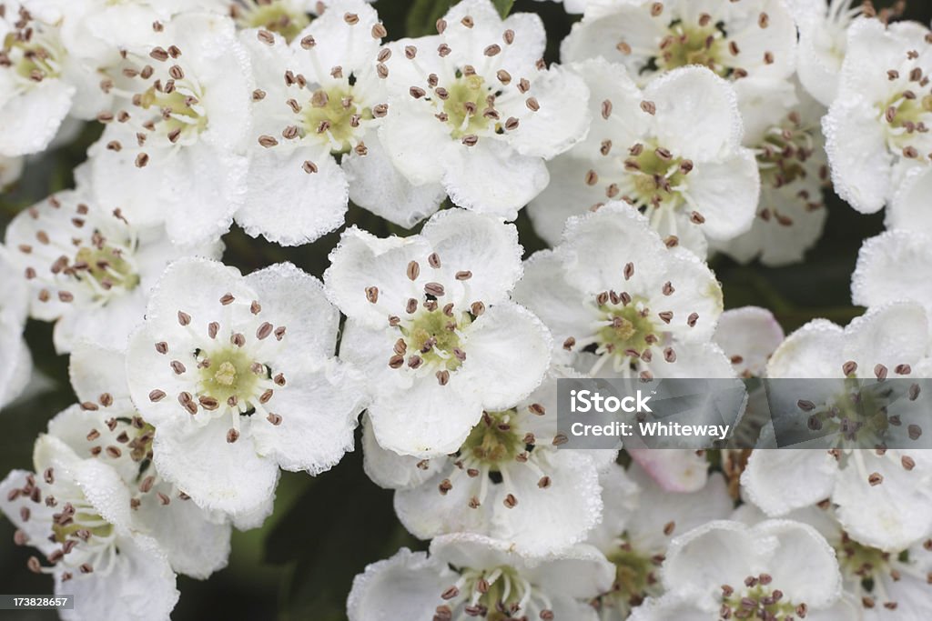 Primo piano del fiore che di maggio - Foto stock royalty-free di Biancospino