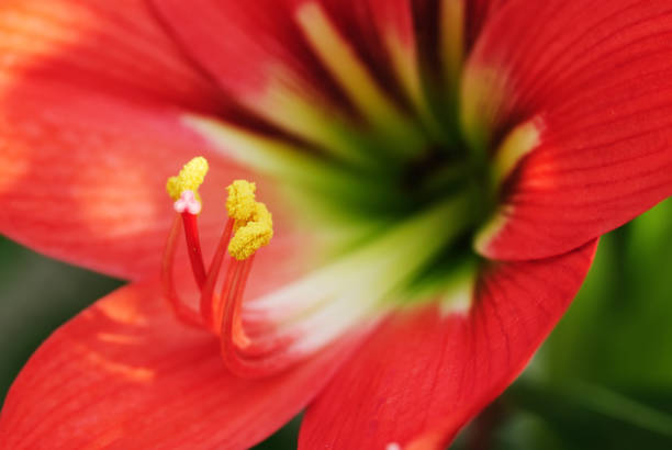My Flower Collection..