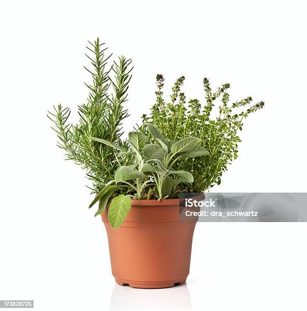 Erbe Fresche Piccante Verde In Una Pentola - Fotografie stock e altre immagini di Pianta in vaso - Pianta in vaso, Erba aromatica, Vaso da fiori