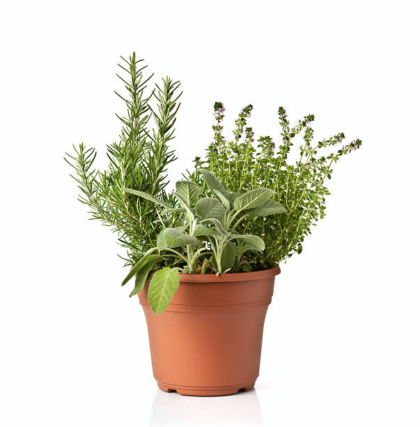 Fresh spicy green herb in a pot stock photo