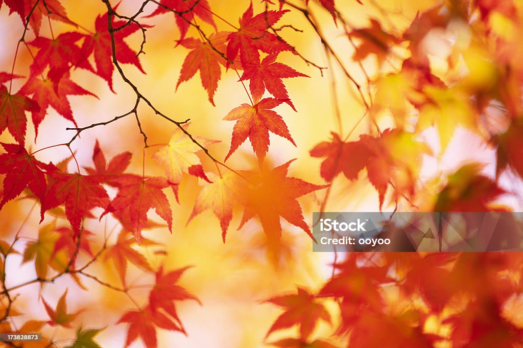 Cores do Outono - Foto de stock de Brilhante - Luminosidade royalty-free