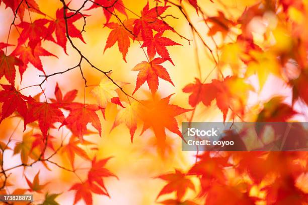 Осень Цвета — стоковые фотографии и другие картинки Без людей - Без людей, Ветвь - часть растения, Выборочная фокусировка