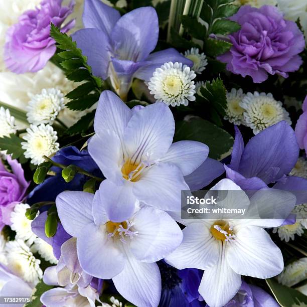 Photo libre de droit de Avec Des Fleurs Lilas Tendre banque d'images et plus d'images libres de droit de Freesia - Freesia, En botte ou en grappe, Bleu